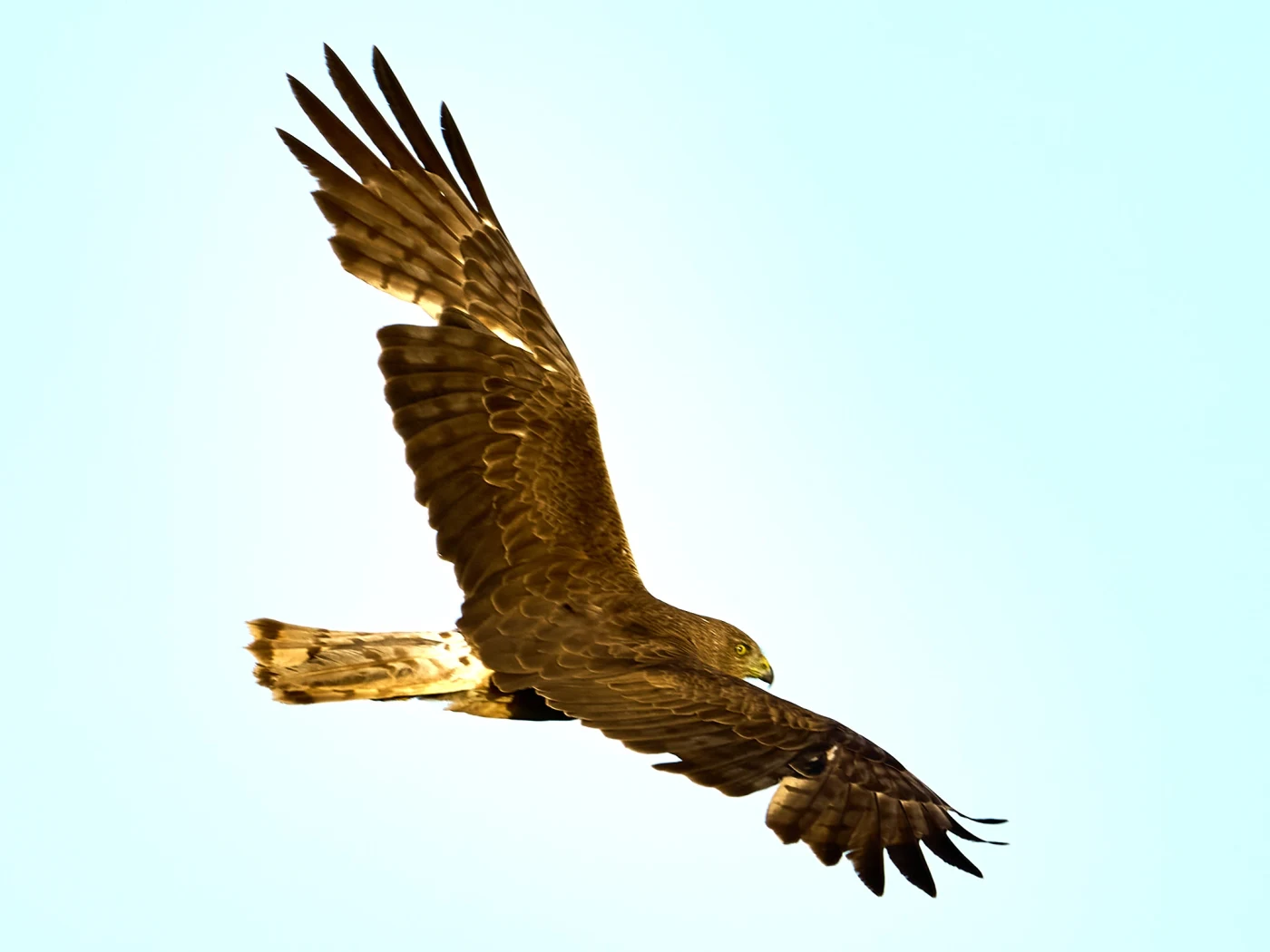 Wildlife