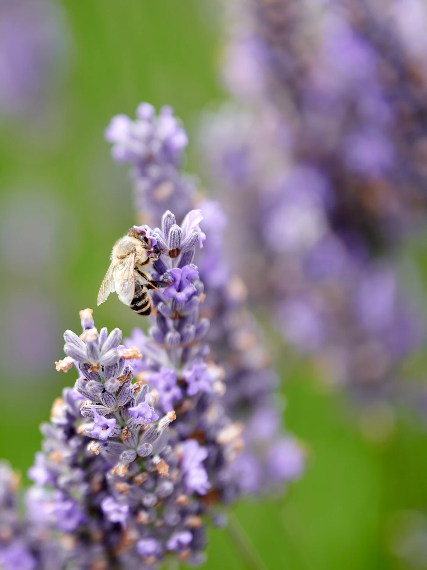 Macro